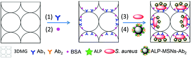 Graphical abstract: Three-dimensional macroporous gold electrodes superior to conventional gold disk electrodes in the construction of an electrochemical immunobiosensor for Staphylococcus aureus detection