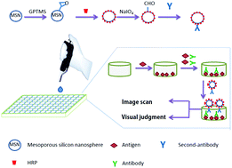 Graphical abstract: A highly sensitive immunoassay of pesticide and veterinary drug residues in food by tandem conjugation of bi-functional mesoporous silica nanospheres