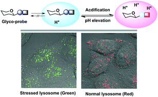 Graphical abstract: Imaging stressed organelles via sugar-conjugated color-switchable pH sensors