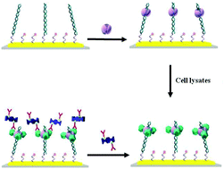 Graphical abstract: Sensitive and selective monitoring of the DNA damage-induced intracellular p21 protein and unraveling the role of the p21 protein in DNA repair and cell apoptosis by surface plasmon resonance