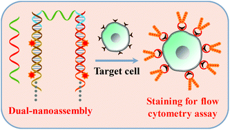 Graphical abstract: Highly sensitive and specific detection of tumor cells based on a split aptamer-triggered dual hybridization chain reaction