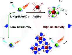 Graphical abstract: Fluorescence turn-off-on for highly selective detection of serum l-cysteine based on AuNCs-AuNPs ensembles