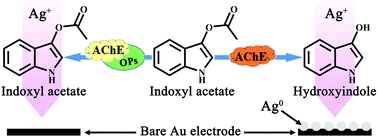 Graphical abstract: Acetylcholinesterase-catalyzed silver deposition for ultrasensitive electrochemical biosensing of organophosphorus pesticides