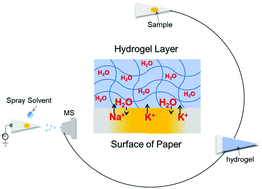 Graphical abstract: Agarose hydrogel-enhanced paper spray ionization mass spectrometry for metabolite detection in raw urine