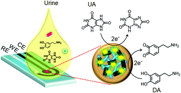 Graphical abstract: Nanocomposites of poly(l-methionine), carbon nanotube–graphene complexes and Au nanoparticles on screen printed carbon electrodes for electrochemical analyses of dopamine and uric acid in human urine solutions