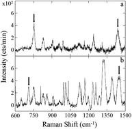 Graphical abstract: Thermophoresis of gold nanorods from surface enhanced Raman scattering and real-time Rayleigh scattering in solution