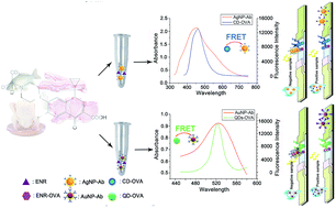 Graphical abstract: Two fluorescence quenching immunochromatographic assays based on carbon dots and quantum dots as donor probes for the determination of enrofloxacin