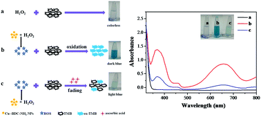 Graphical abstract: A novel colorimetric assay based on the peroxidase-like properties of amino functionalized copper metal–organic framework nanoparticles for ascorbic acid sensing