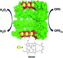 Graphical abstract: A hemin-functionalized GroEL nanocage as an artificial peroxidase and its application in chromogenic detection