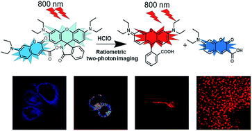 Graphical abstract: A ratiometric two-photon fluorescent probe for the rapid detection of HClO in living systems