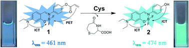 Graphical abstract: Modulation of ICT and PET processes in boranil derivatives: a ratiometric fluorescent probe for imaging of cysteine