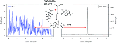 Graphical abstract: Improved quantification of the cyanobacteria metabolite, β-methylamino-l-alanine (BMAA) using HPLC-MS/MS detection of its dansyl chloride derivative referenced to a 15N-labeled internal standard
