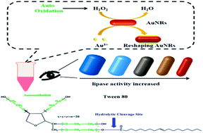 Graphical abstract: High-resolution colorimetric detection of lipase activity based on enzyme-controlled reshaping of gold nanorods