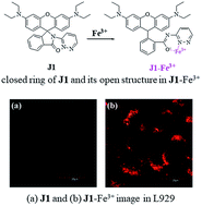 Graphical abstract: A rhodamine-based fluorescent probe for Fe3+: synthesis, theoretical calculation and bioimaging application