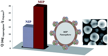 Graphical abstract: Synthesis of surface imprinted core–shell nanospheres for the selective determination of asparaginase