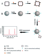 Graphical abstract: Detection of squamous cell carcinoma antigen in cervical cancer by surface-enhanced Raman scattering-based immunoassay