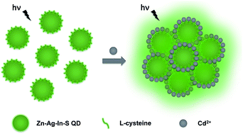 Graphical abstract: A fluorescent probe for Cd2+ detection based on the aggregation-induced emission enhancement of aqueous Zn–Ag–In–S quantum dots