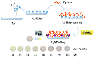 Graphical abstract: Silver nanoparticle-supported hydroxyapatite as a material for visual detection of urinary cysteine