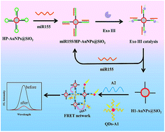 Graphical abstract: Core–shell CdSeTe/ZnS quantum dots for the detection of microRNA-155 based on the fluorescence resonance energy transfer technique via the formation of a network structure