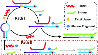 Graphical abstract: A split molecular beacon for specific identification of cancer-related single nucleotide polymorphism