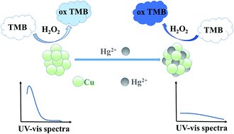 Graphical abstract: A dual-mode colorimetric sensor based on copper nanoparticles for the detection of mercury-(ii) ions