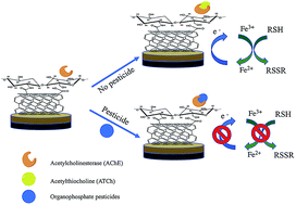 Graphical abstract: Disposable electrochemical biosensor based on surface-modified screen-printed electrodes for organophosphorus pesticide analysis
