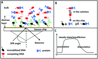 Graphical abstract: Affinity analysis between trypsin and aptamers using surface plasmon resonance competition experiments in a steady state