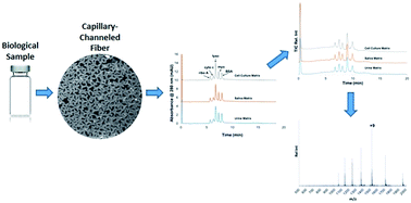 Graphical abstract: Application of trilobal capillary-channeled polymer (C-CP) fibers for reversed phase liquid chromatography and ESI-MS for the determination of proteins in different biological matrices