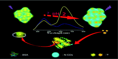 Graphical abstract: A novel cyclometallated iridium(iii) complex based dual-mode phosphorescent probe for detection of acidity and bovine serum albumin