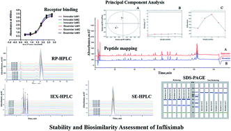 Graphical abstract: Stability and biosimilarity assessment of infliximab using an orthogonal testing protocol and statistically-guided interpretation of peptide mapping