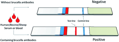 Graphical abstract: A highly sensitive dual-color lateral flow immunoassay for brucellosis using one-step synthesized latex microspheres