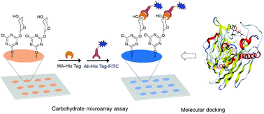 Graphical abstract: Carbohydrate microarray-based analysis of specific interactions between saccharides from algin and influenza A viral hemagglutinin