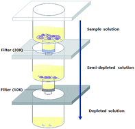 Graphical abstract: An automated high-throughput sample preparation method using double-filtration for serum metabolite LC-MS analysis