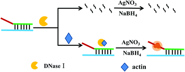 Graphical abstract: A label-free fluorescence method for actin detection based on DNA-templated silver nanoclusters