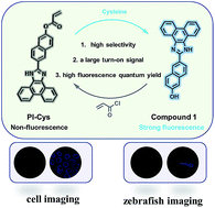 Graphical abstract: A novel highly selective fluorescent probe for imaging of cysteine both in living cells and zebrafish