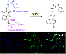 Graphical abstract: An endoplasmic reticulum-targeting fluorescent probe for the imaging of GSH in living cells