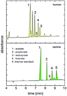 Graphical abstract: Determination of short-chain fatty acids in feces by capillary electrophoresis with indirect UV-VIS detection