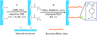 Graphical abstract: Boronate decorated membrane via atom transfer radical polymerization for separation and enrichment of polyphenols from tea drinks