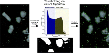 Graphical abstract: Implementation of an open source algorithm for particle recognition and morphological characterisation for microplastic analysis by means of Raman microspectroscopy