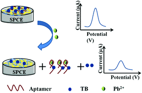 Graphical abstract: An electrochemical aptasensor for detection of lead ions using a screen-printed carbon electrode modified with Au/polypyrrole composites and toluidine blue