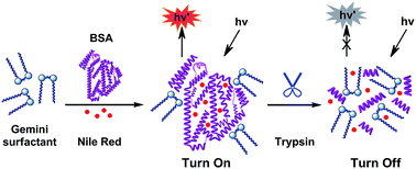 Graphical abstract: A novel fluorometric assay for trypsin on the basis of a gemini anionic surfactant/BSA/NR supramolecular assembly system with favorable salt resistance