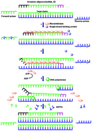 Graphical abstract: Ribonuclease H-cleavable and recombinase-quenching fluorescent probes for the real-time detection of strand invasion based amplification