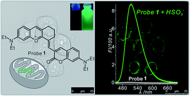 Graphical abstract: A highly efficient fluorescent probe based on tetrahydroxanthylium–coumarin for the detection of bisulfite in mitochondria