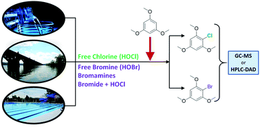 Graphical abstract: Applications of 1,3,5-trimethoxybenzene as a derivatizing agent for quantifying free chlorine, free bromine, bromamines, and bromide in aqueous systems