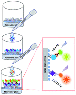 Graphical abstract: The combined detection of ovarian cancer biomarkers HE4 and CA125 by a fluorescence and quantum dot dual-signal immunoassay