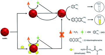 Graphical abstract: A simple and rapid chemosensor for colorimetric detection of dimethoate pesticide based on the peroxidase-mimicking catalytic activity of gold nanoparticles