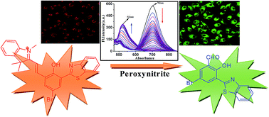 Graphical abstract: A benzothiazole-conjugated hemicyanine dye as a ratiometric NIR fluorescent probe for the detection and imaging of peroxynitrite in living cells