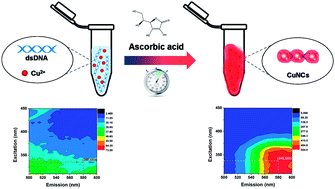 Graphical abstract: In situ synthesis of fluorescent copper nanoclusters for rapid detection of ascorbic acid in biological samples