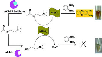 Graphical abstract: Quantitative visualization and detection of acetylcholinesterase activity and its inhibitor based on the oxidation character of ultrathin MnO2 nanosheets