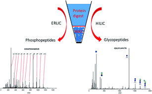 Graphical abstract: Simultaneous analysis of phosphopeptides and intact glycopeptides from secretome with mode switchable solid phase extraction